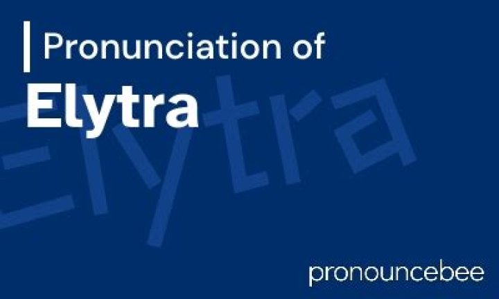 How to pronounce elytra