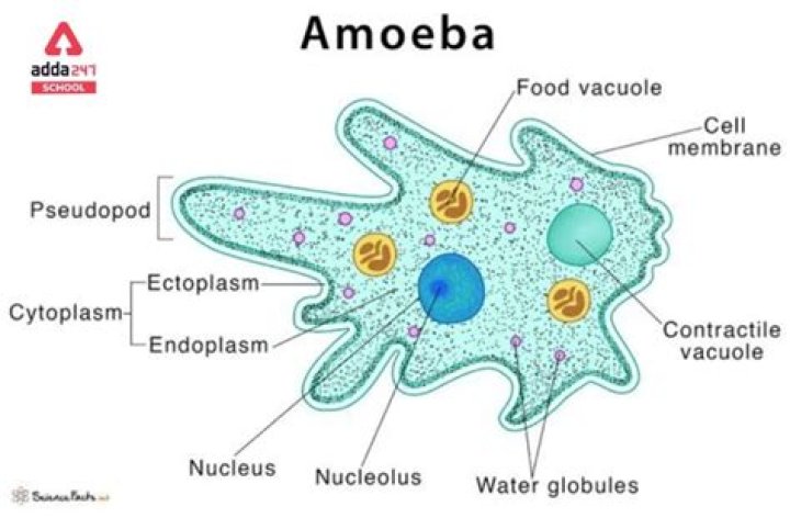 What are the similarities between amoeba paramecium and euglena