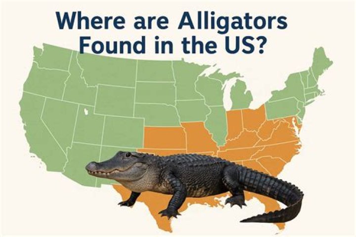 What do american alligators eat in the everglades