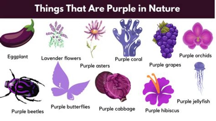 What items are purple
